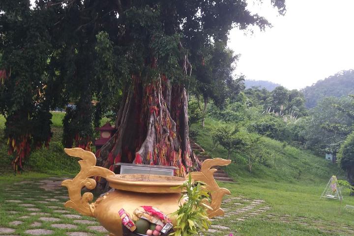 Священные молитвы под святым деревом Моктхан в Янгбей